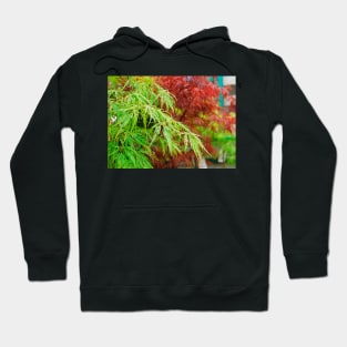 Green and Red Acer Leaves Hoodie